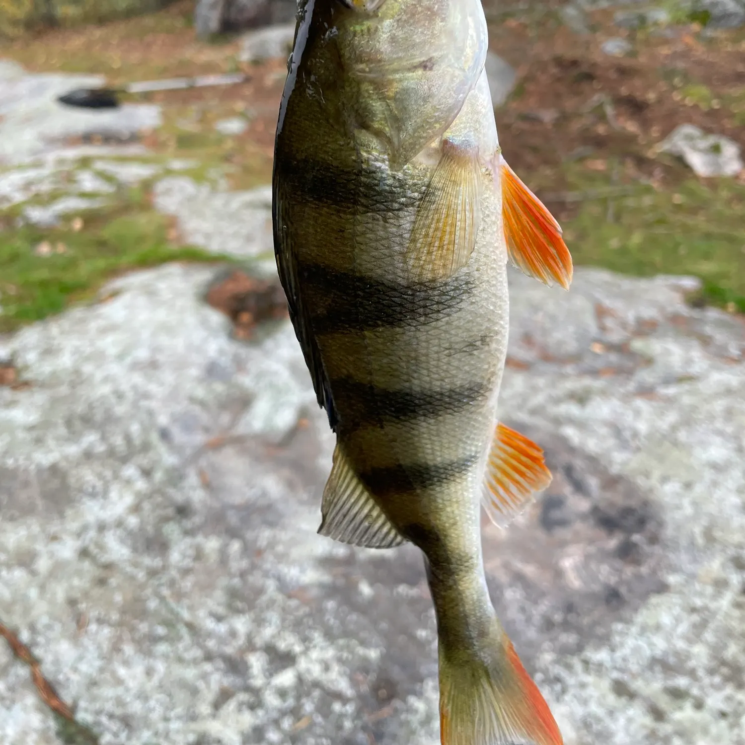 European perch caught on Fishbrain