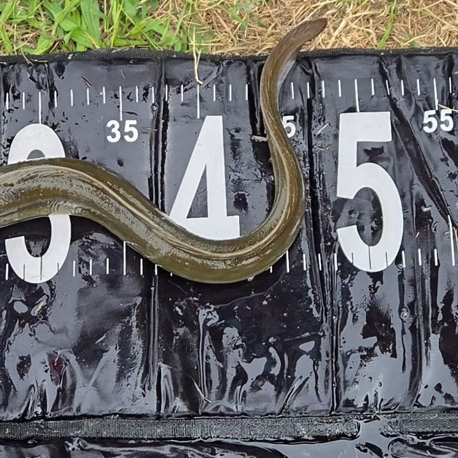 European eel caught on Fishbrain