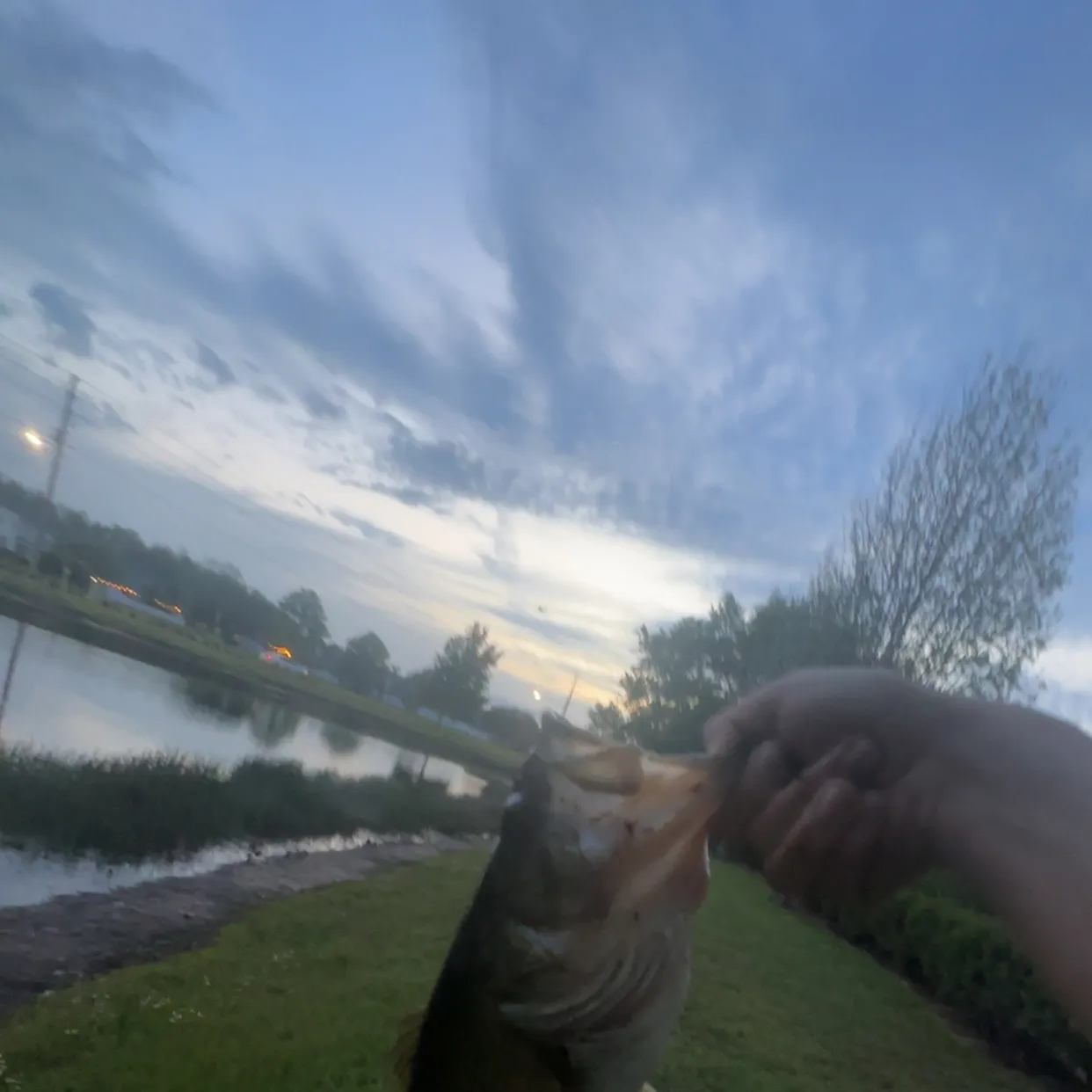 The most recent Shortnose pipefish catches on Fishbrain