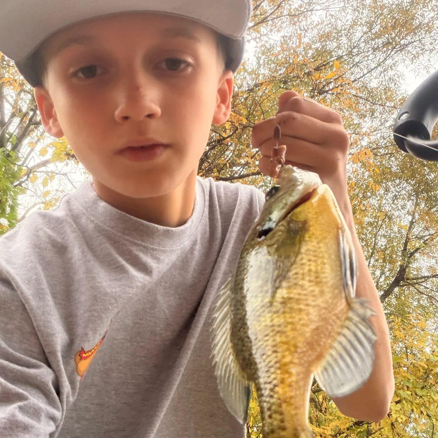 Green sunfish caught on Fishbrain