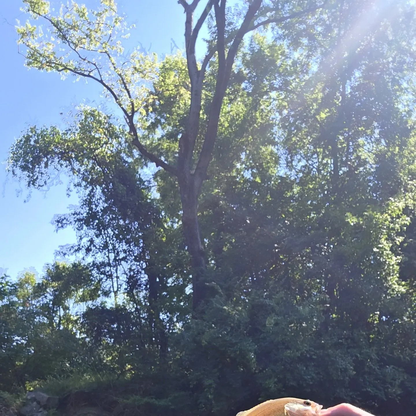 Smallmouth bass caught on Fishbrain