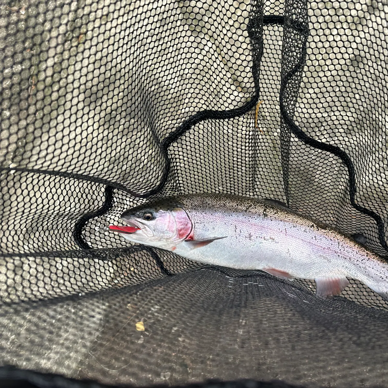 Rainbow trout caught on Fishbrain