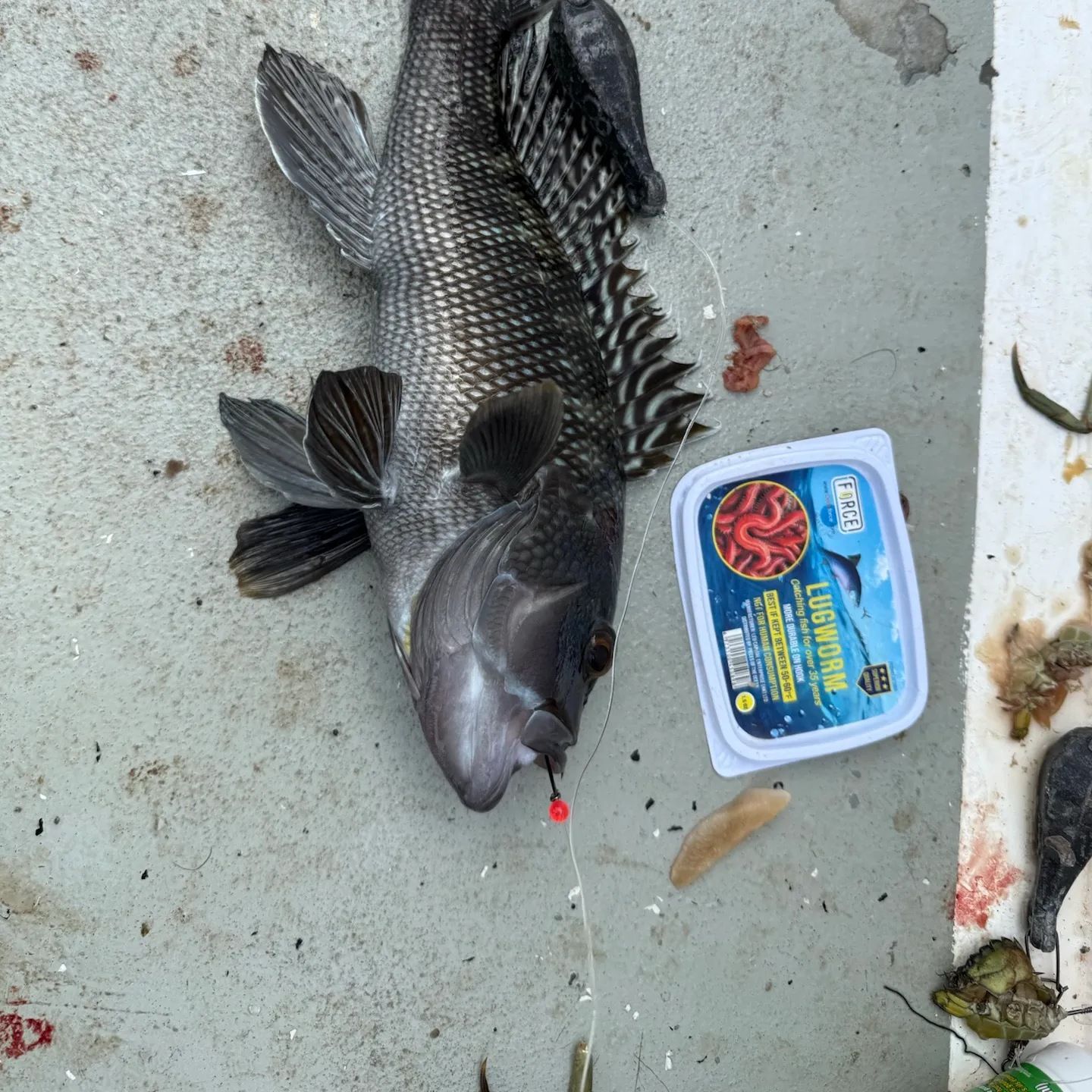 Black sea bass caught on Fishbrain