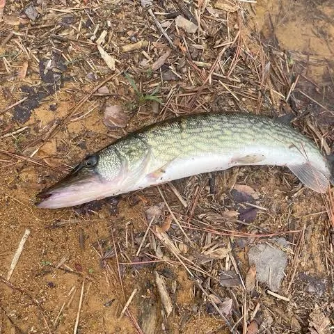 Chain pickerel caught on Fishbrain