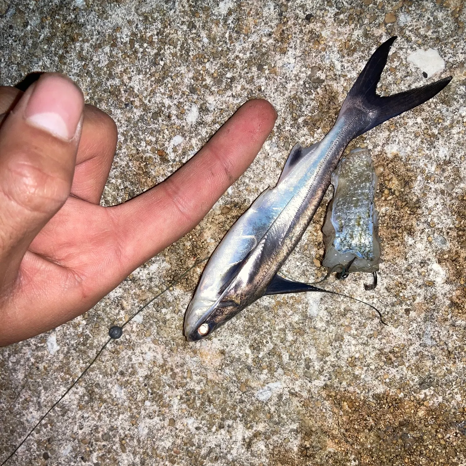 Gafftopsail sea catfish caught on Fishbrain