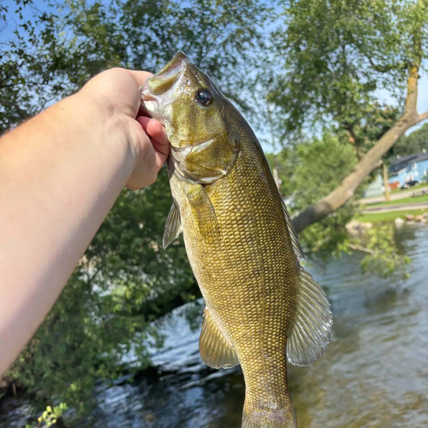 Smallmouth bass caught on Fishbrain