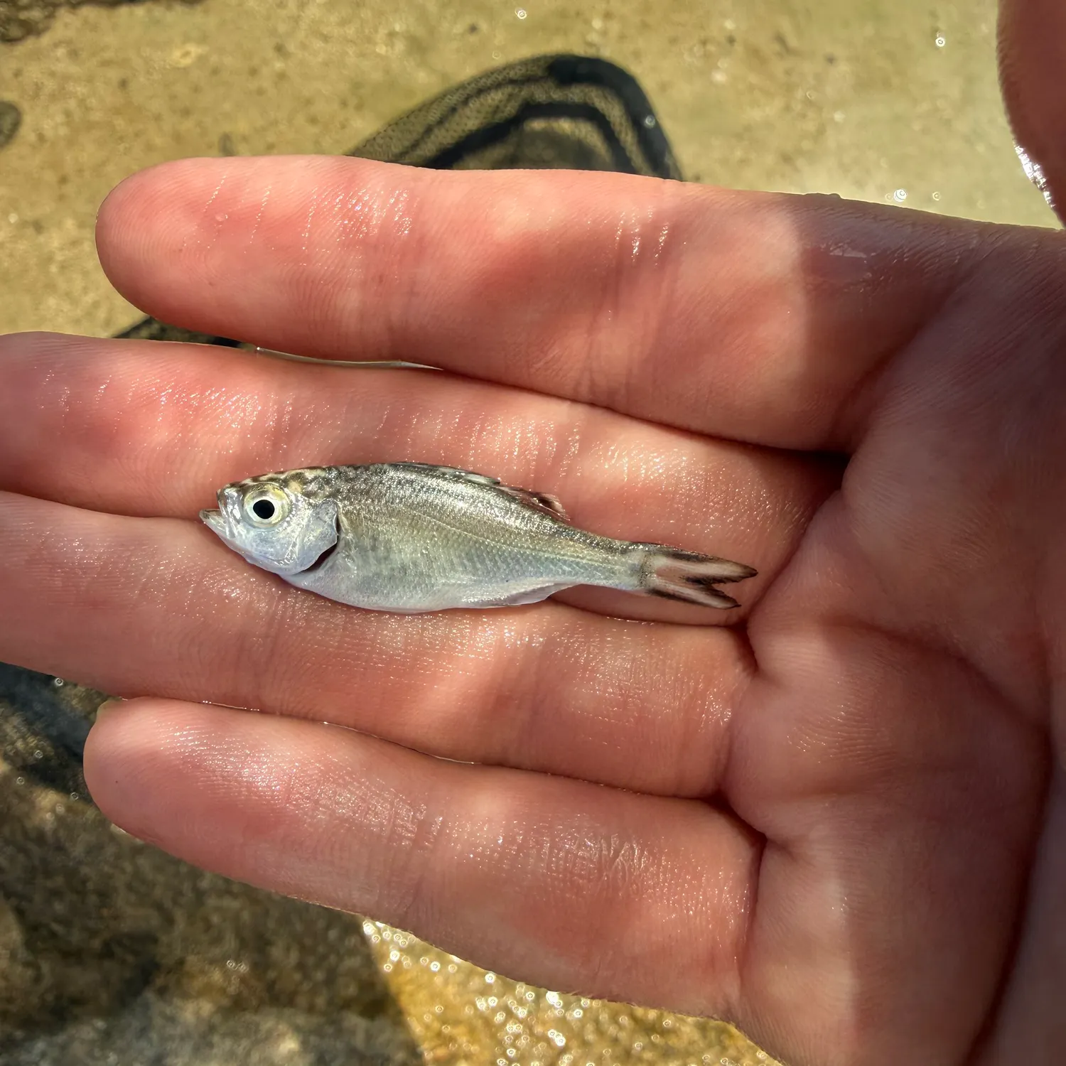 The most recent Hawaiian flagtail catches on Fishbrain