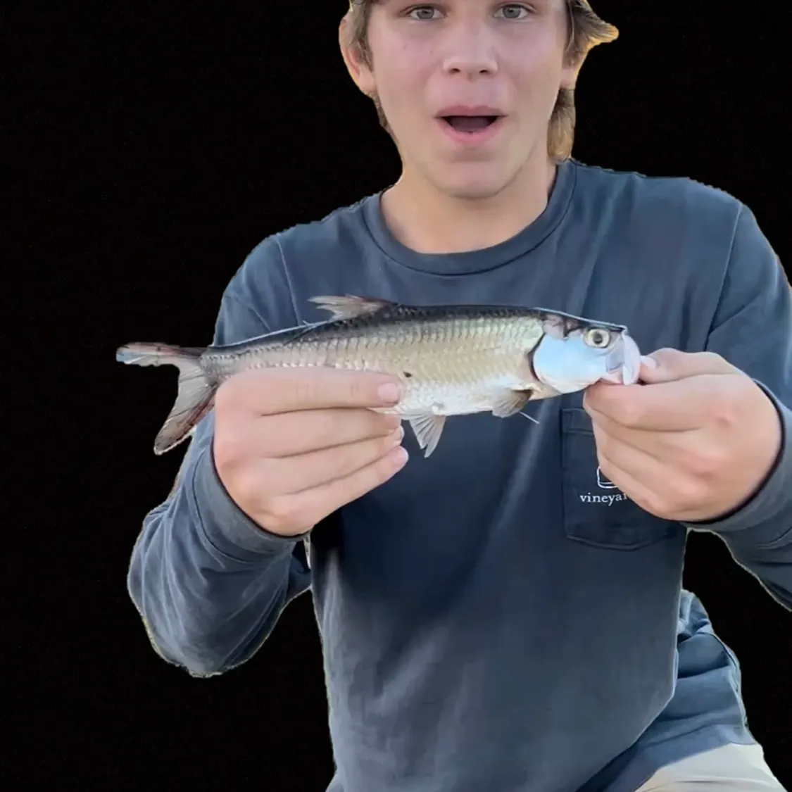 The most recent Tarpon catches on Fishbrain