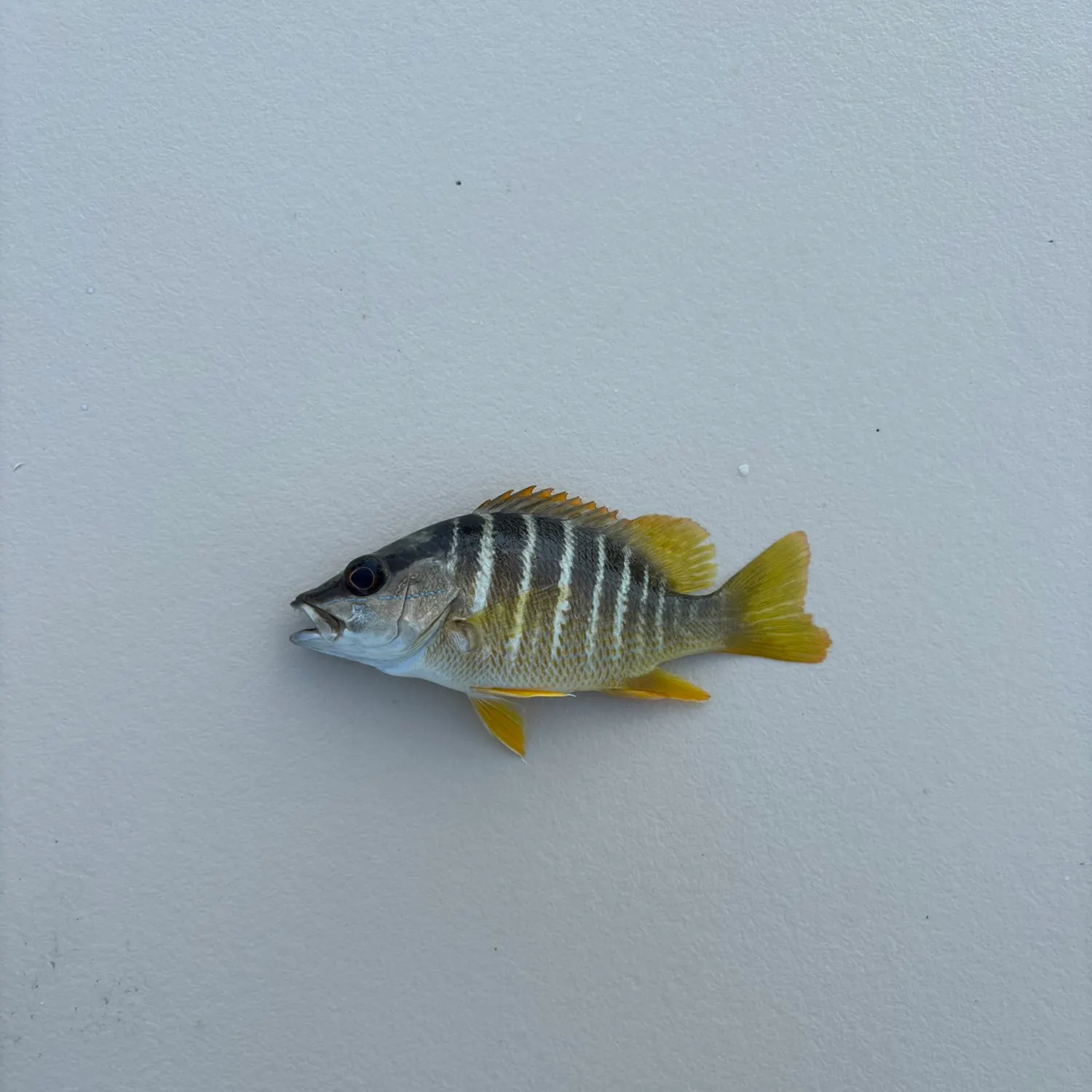 Schoolmaster snapper caught on Fishbrain