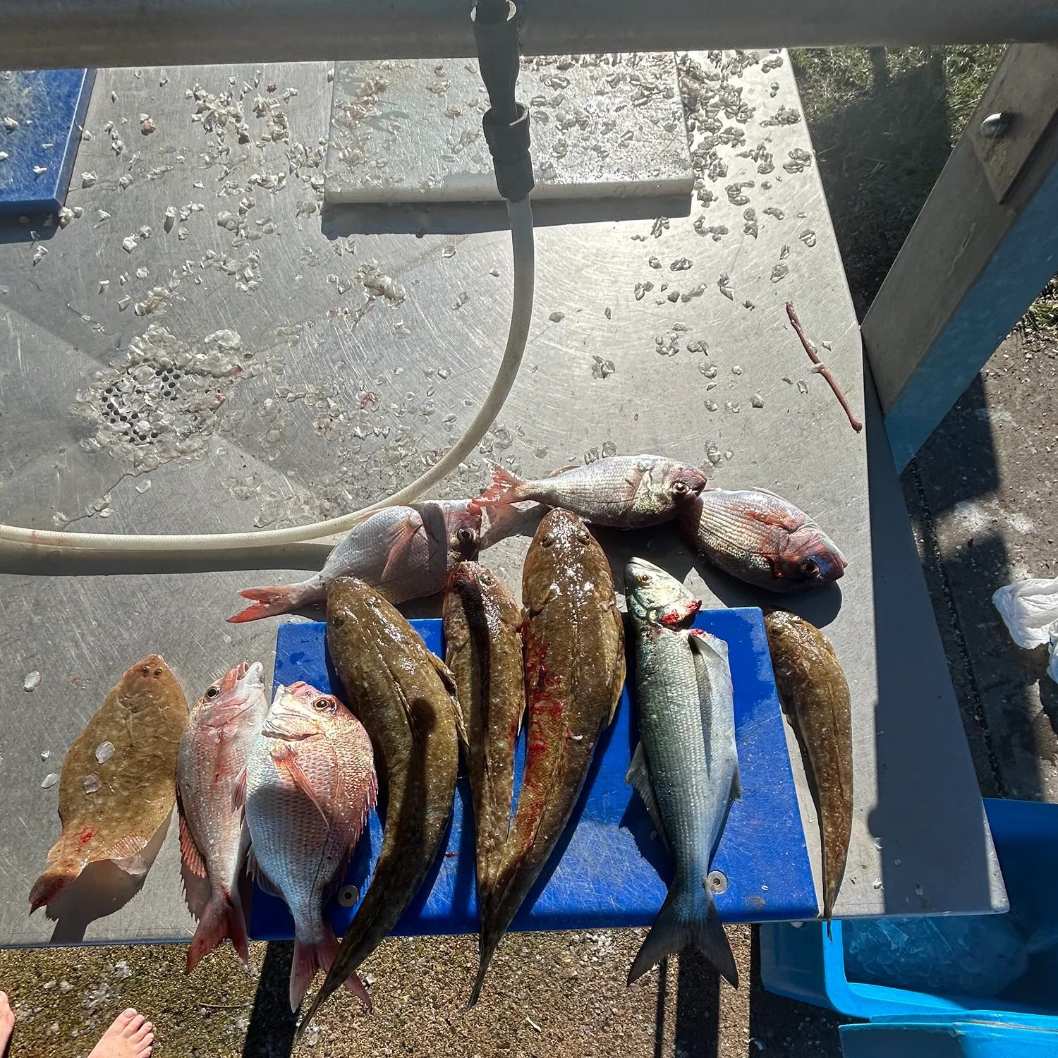 recently logged catches