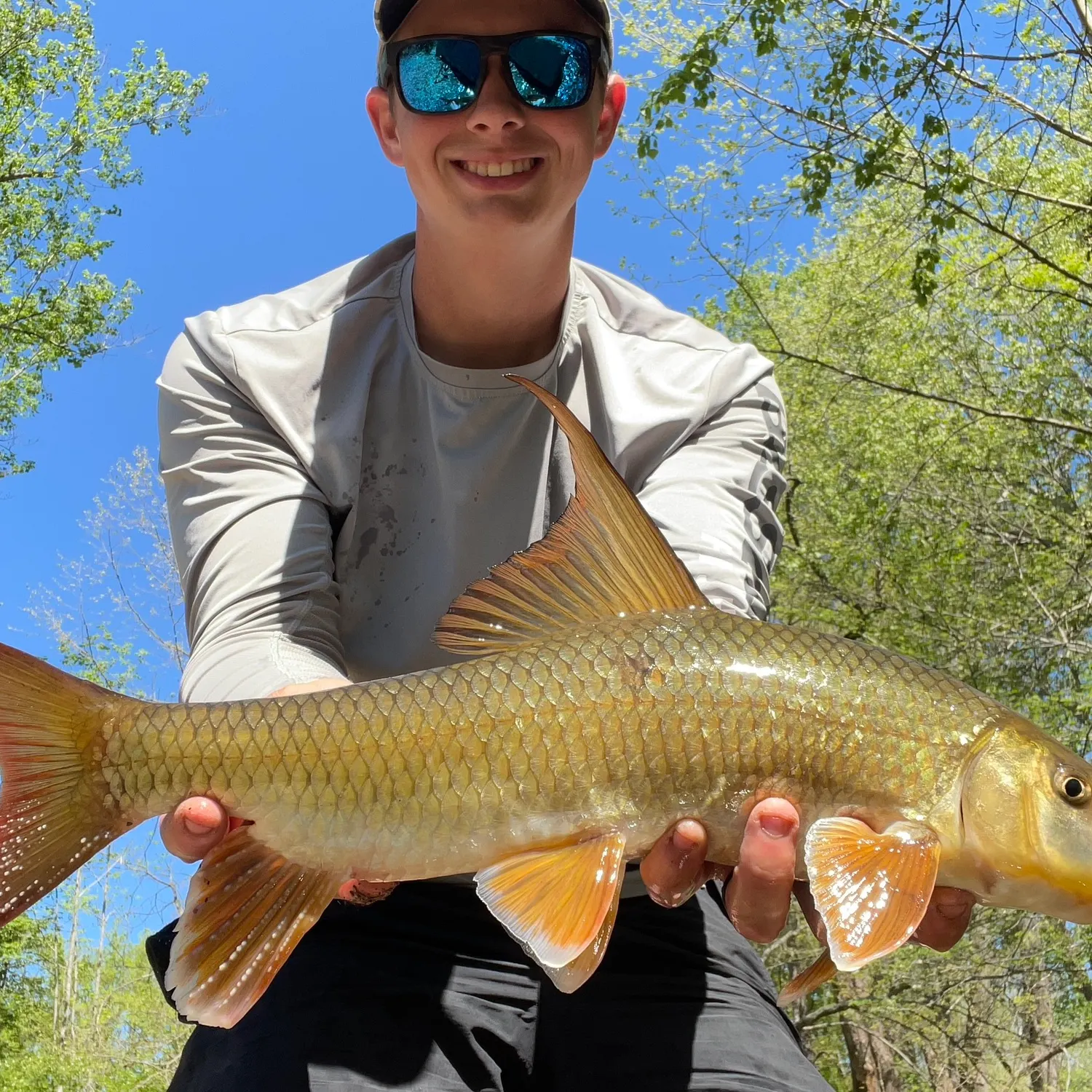 The most recent Sicklefin redhorse catches on Fishbrain