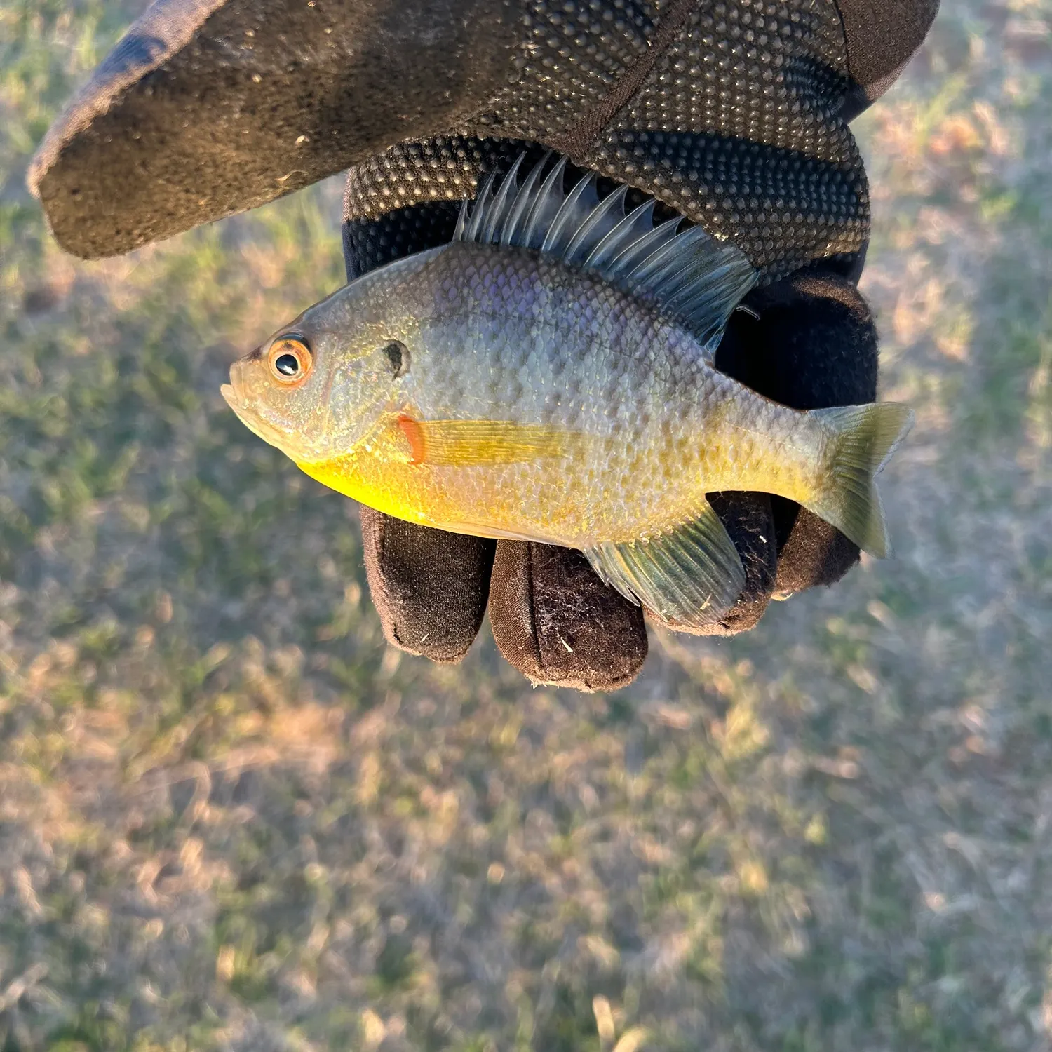 The most recent Coppernose bluegill catches on Fishbrain