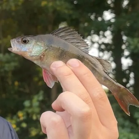 European perch caught on Fishbrain
