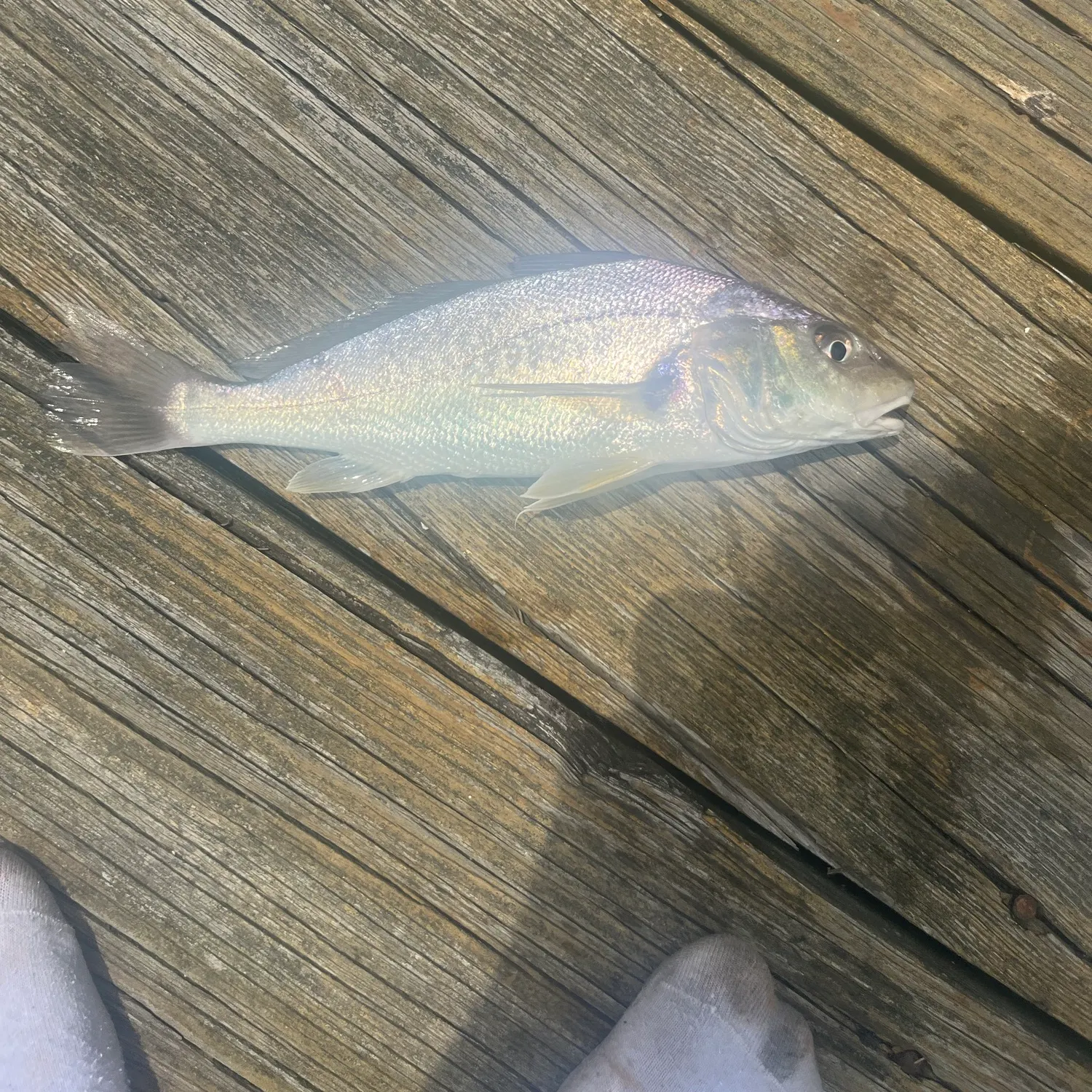 The most recent Spotfin croaker catches on Fishbrain