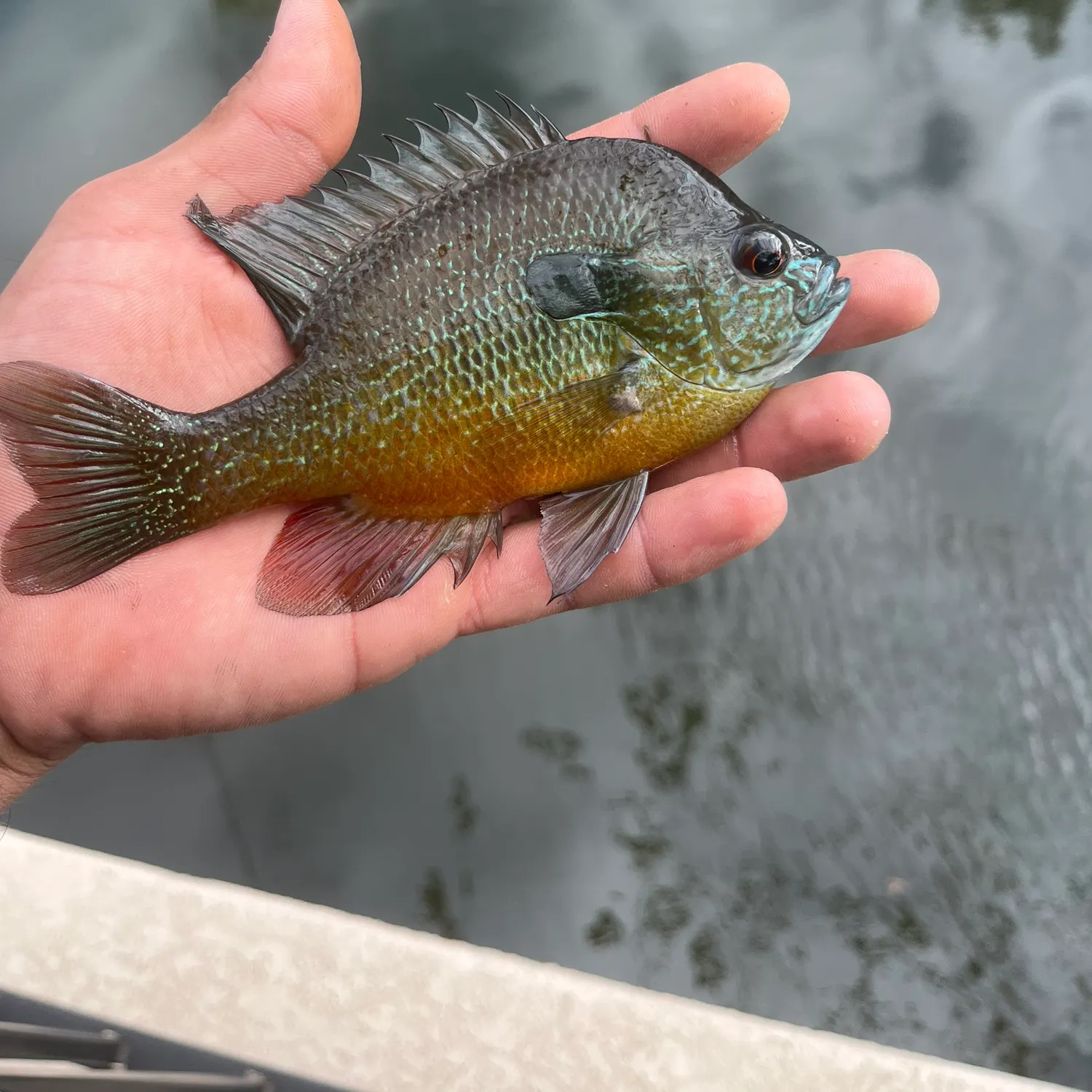 The most recent Dollar sunfish catches on Fishbrain