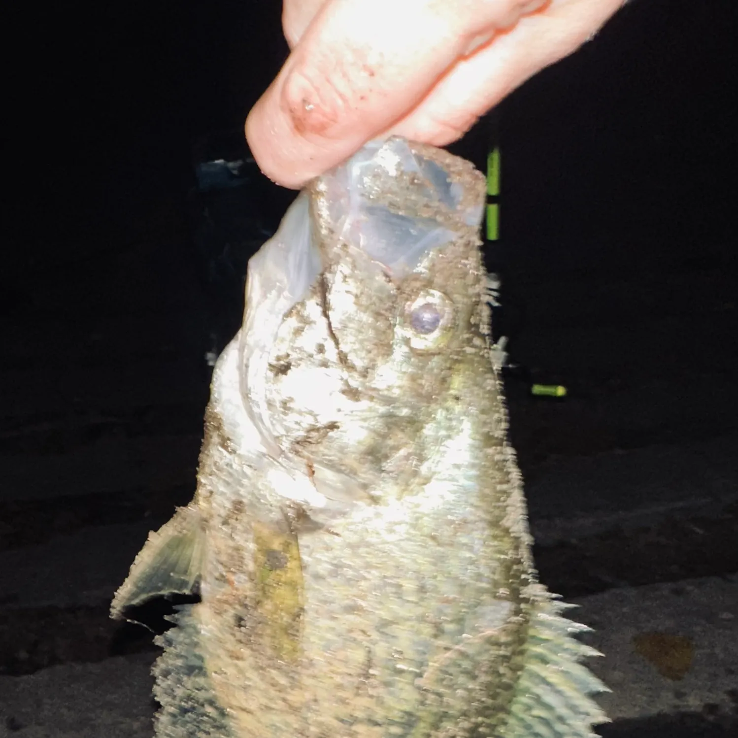 Black crappie caught on Fishbrain