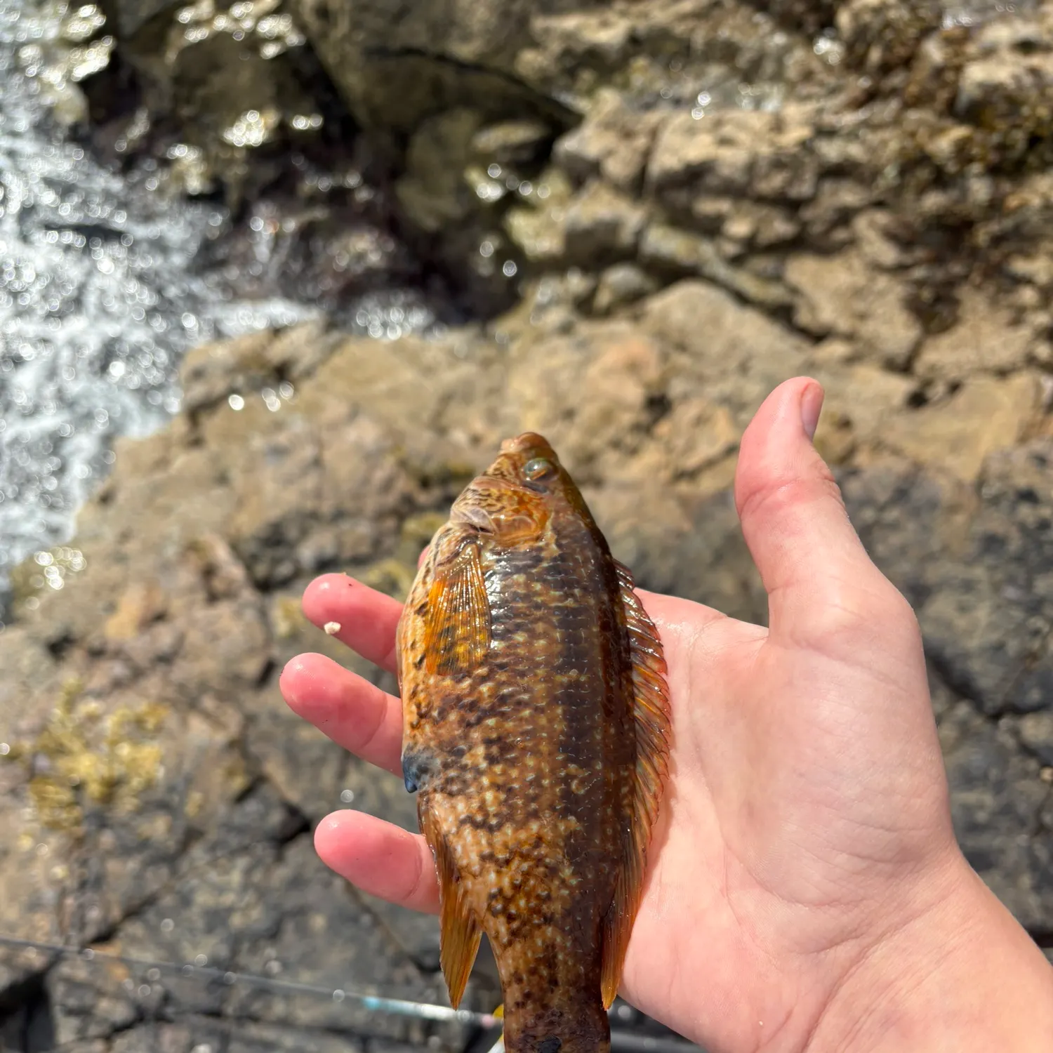 The most recent Corkwing wrasse catches on Fishbrain