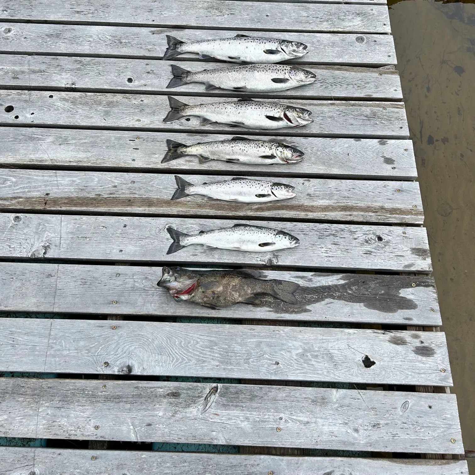 recently logged catches