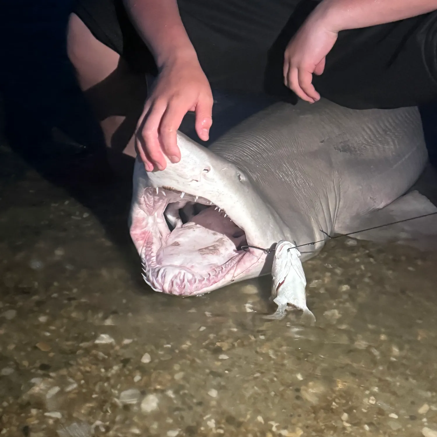 The most recent Sand tiger shark catches on Fishbrain