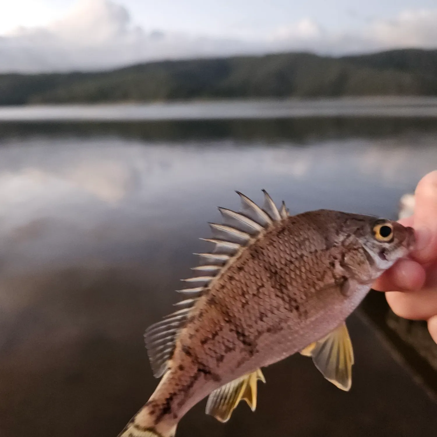 The most recent Barred grunt catches on Fishbrain