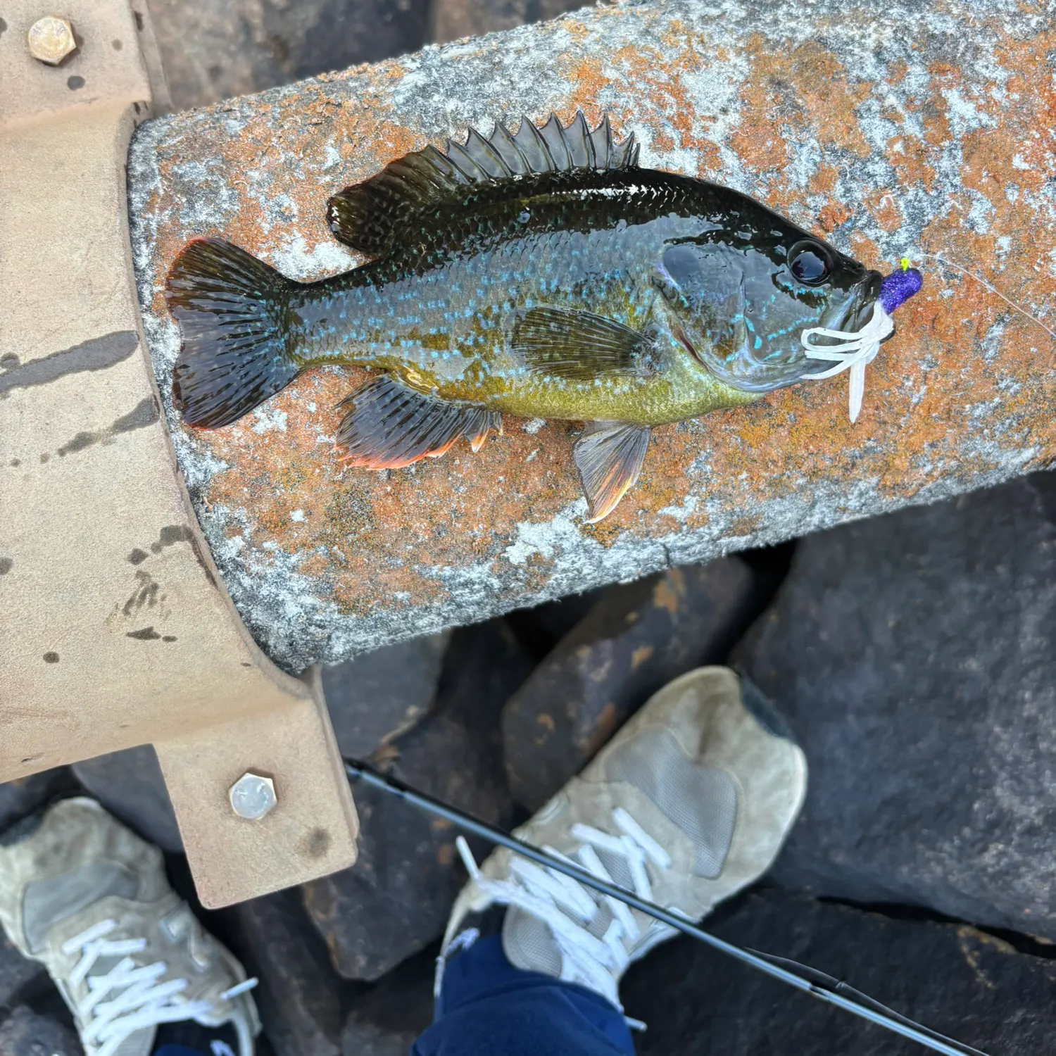 The most recent Warmouth x green sunfish catches on Fishbrain