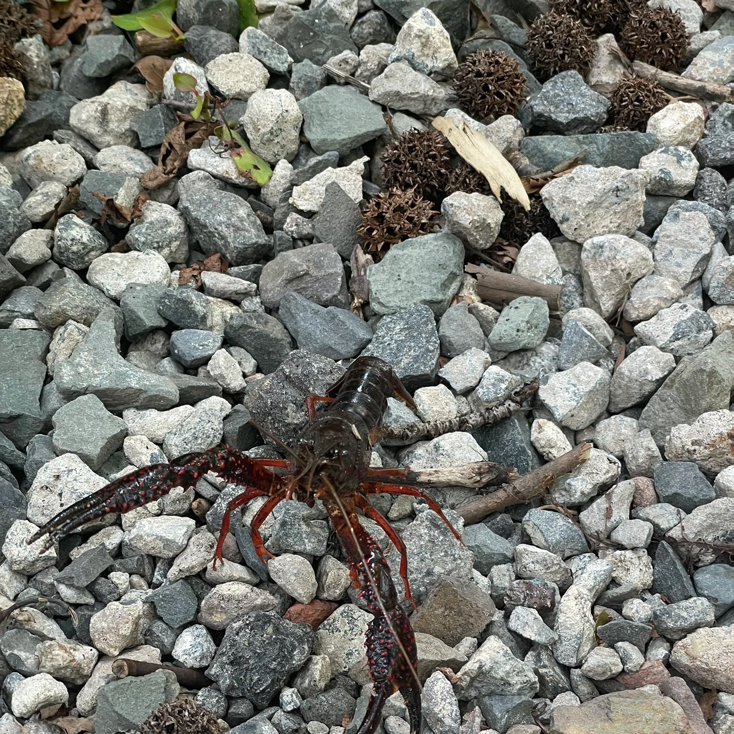 The most recent Red swamp crayfish catches on Fishbrain