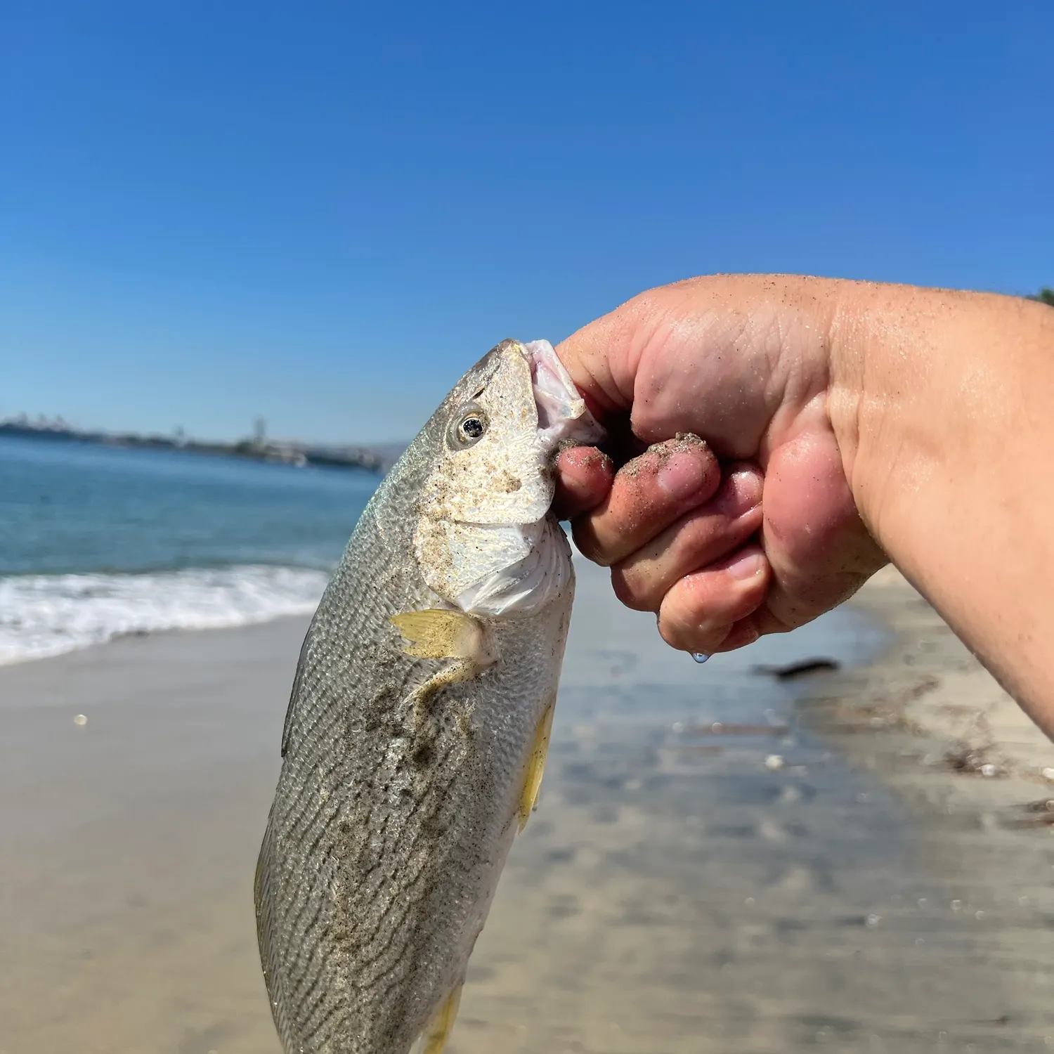 Yellowfin croaker caught on Fishbrain