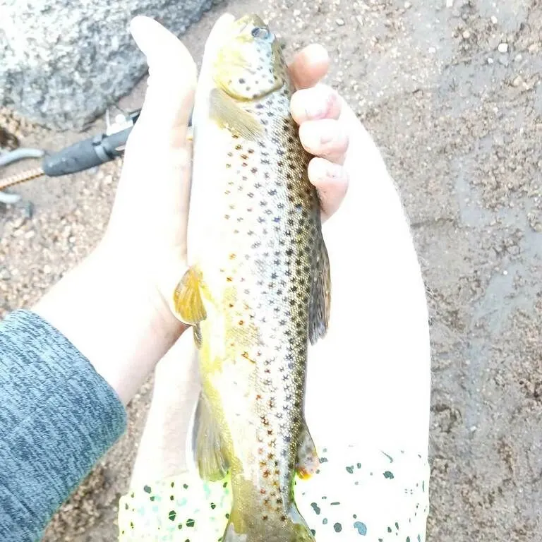 Brown trout caught on Fishbrain
