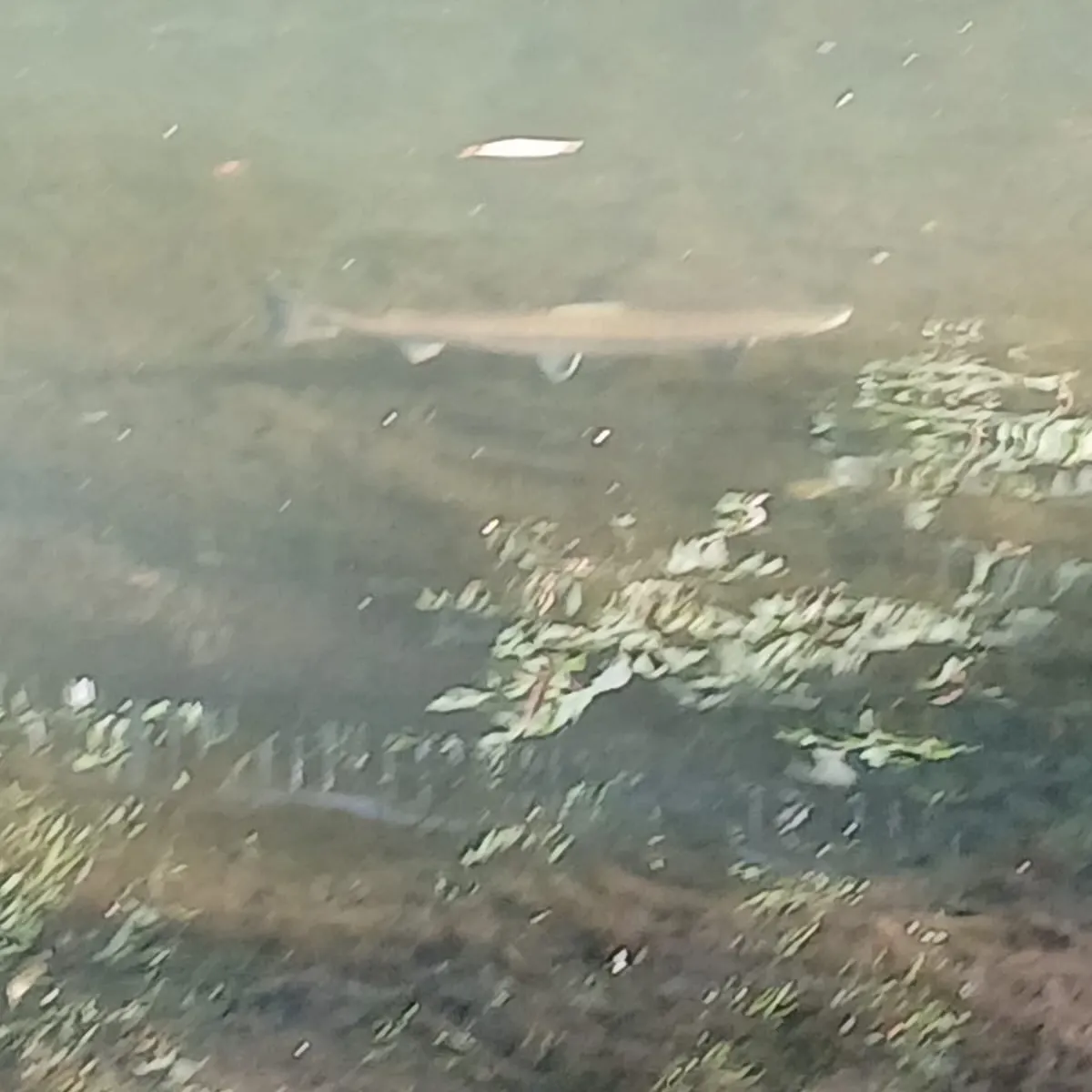 Northern pike caught on Fishbrain