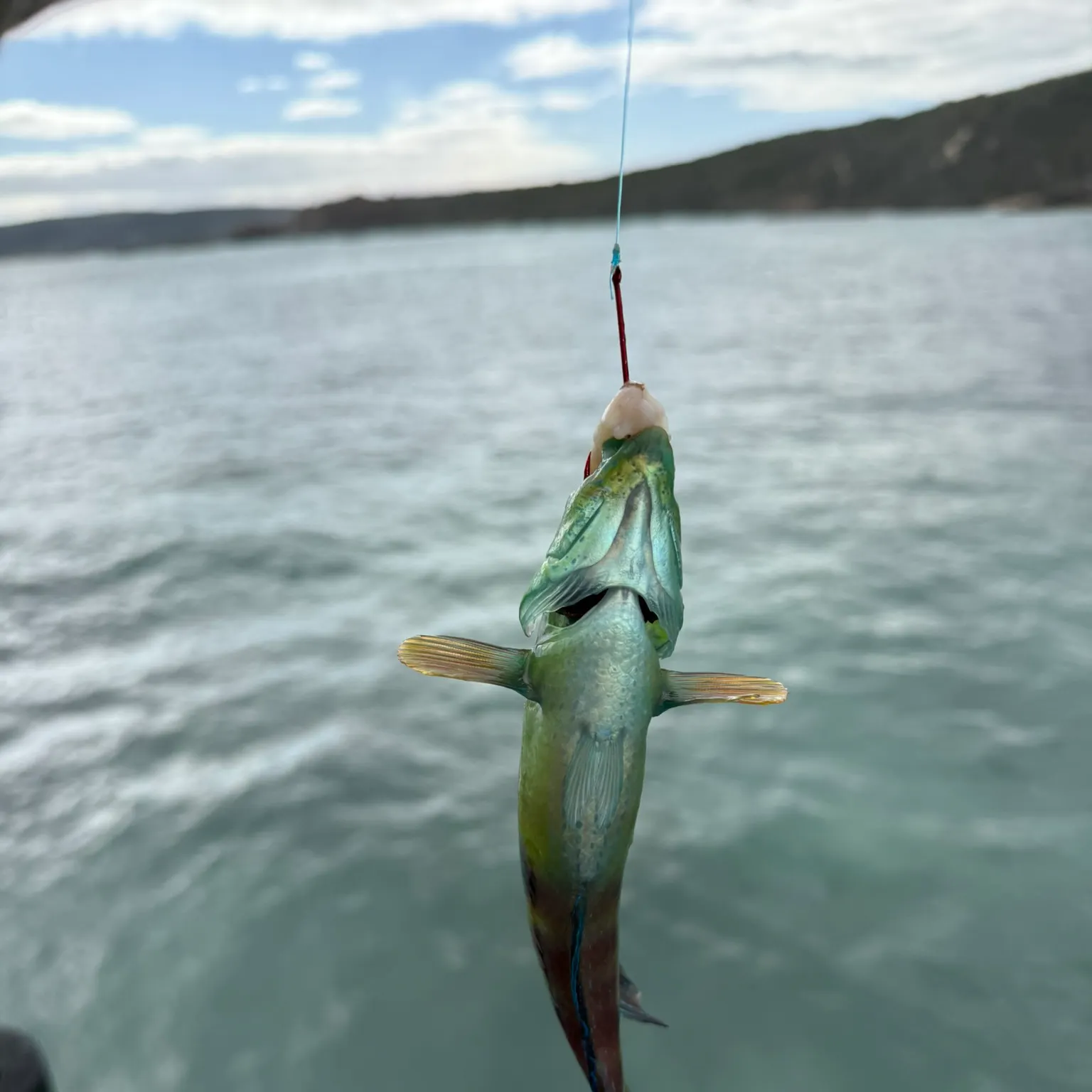 The most recent Moon wrasse catches on Fishbrain