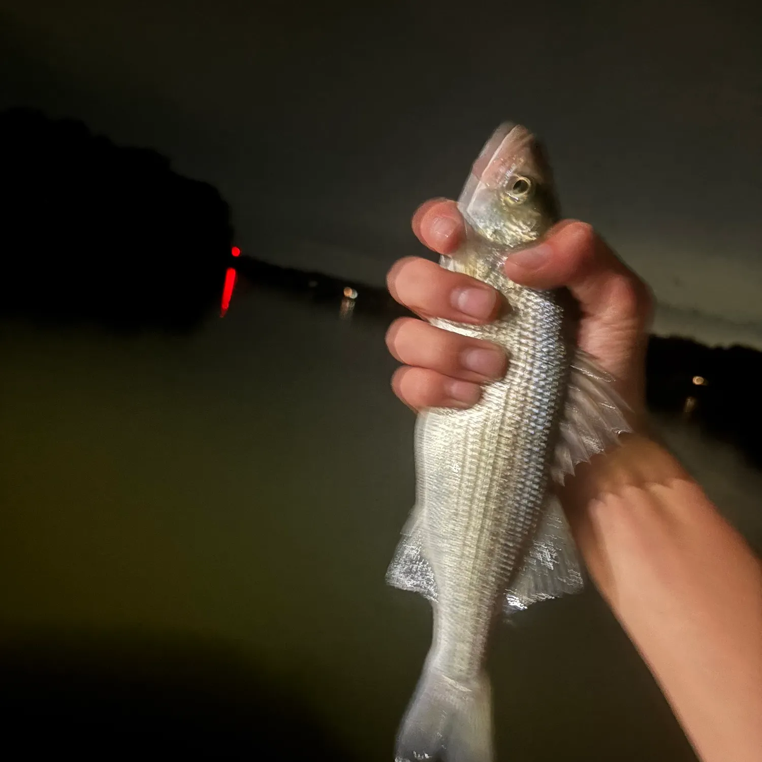 Striped bass caught on Fishbrain
