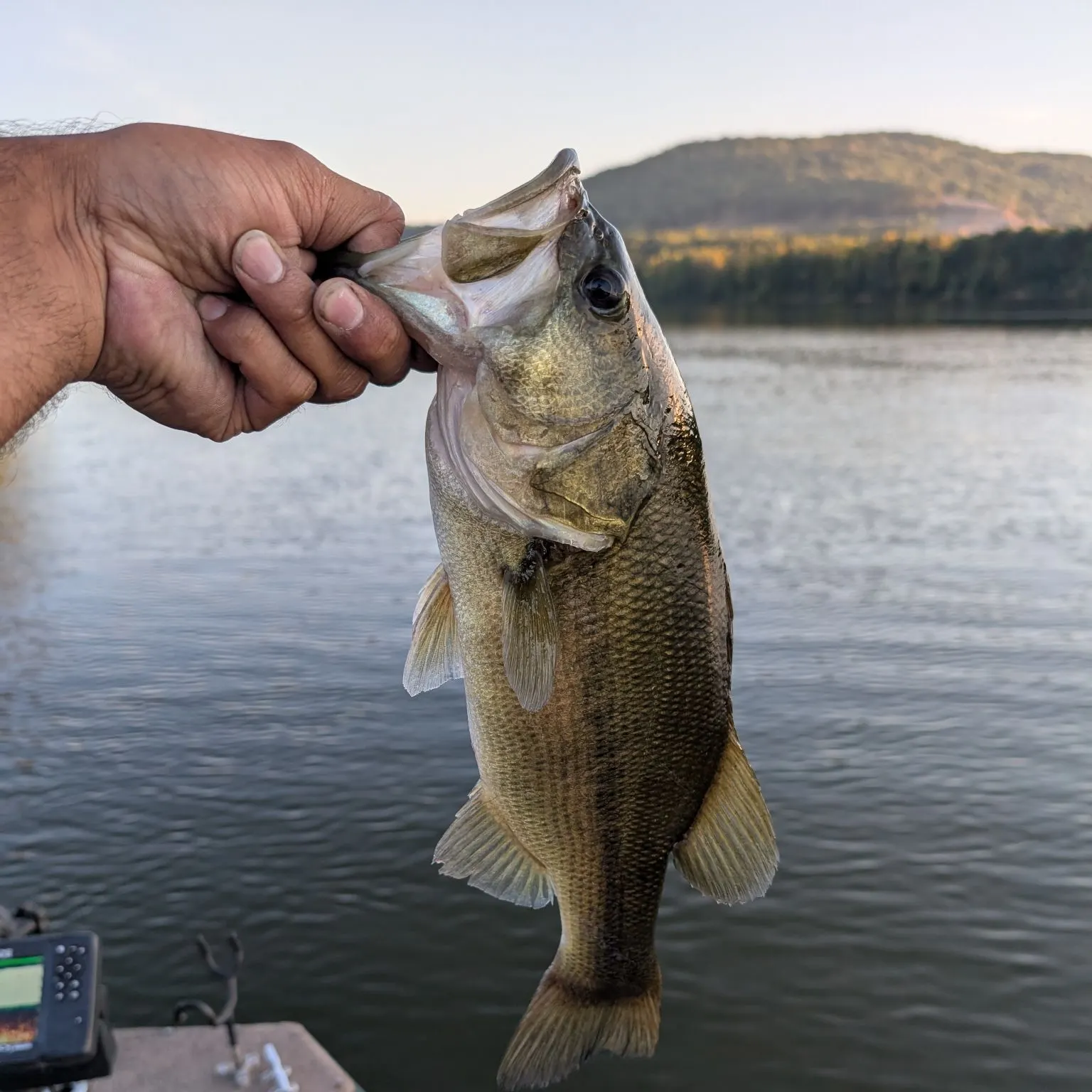 Spotted bass caught on Fishbrain