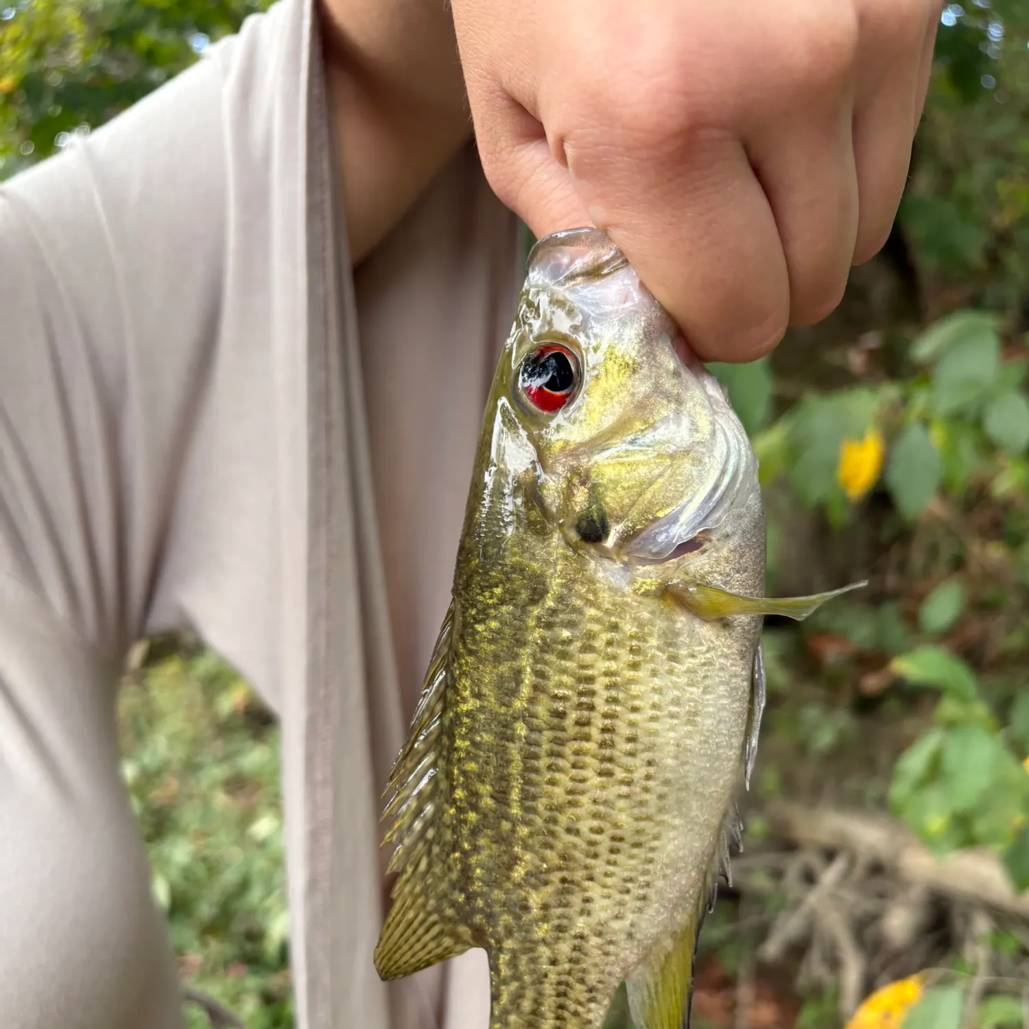 Rock bass caught on Fishbrain