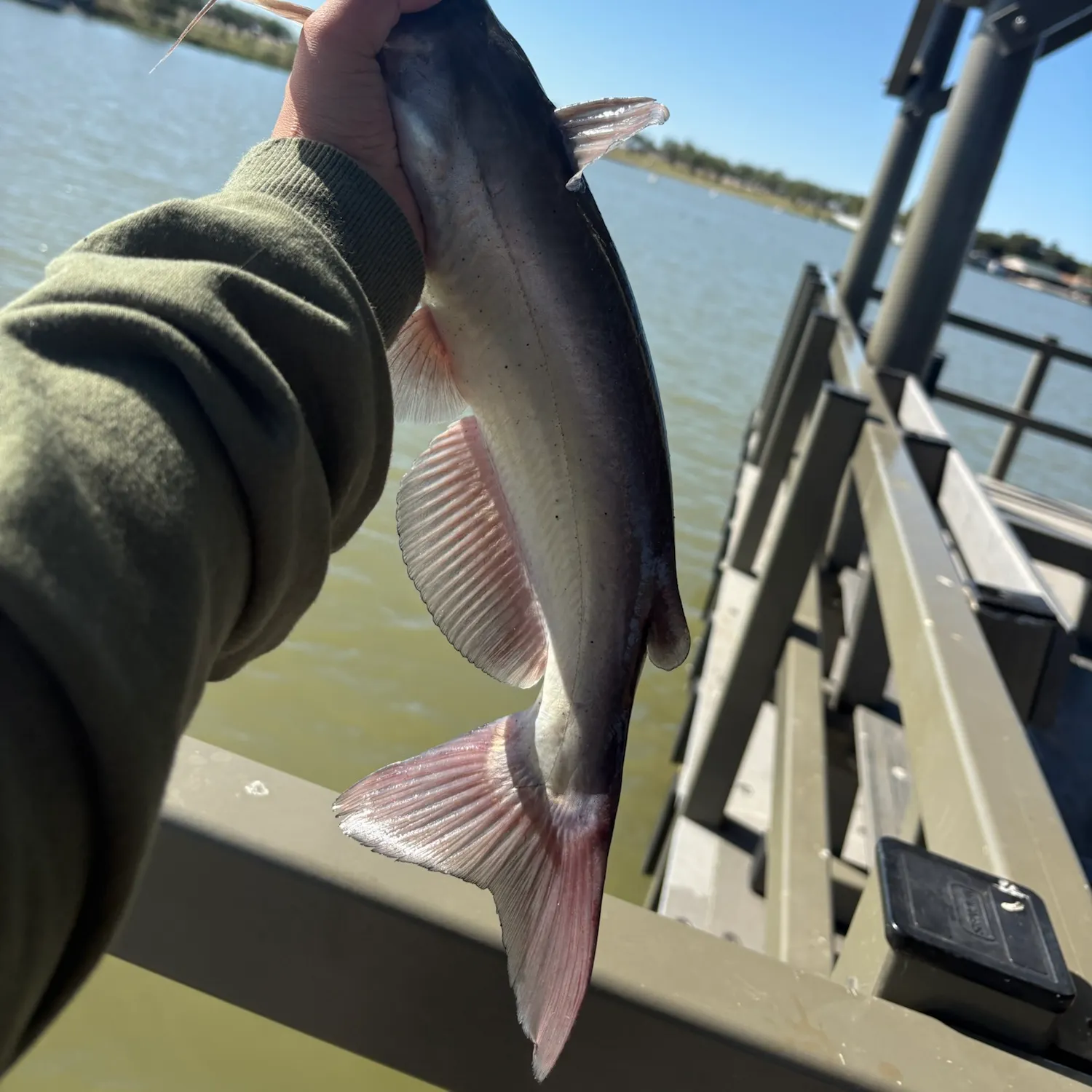 Channel catfish caught on Fishbrain
