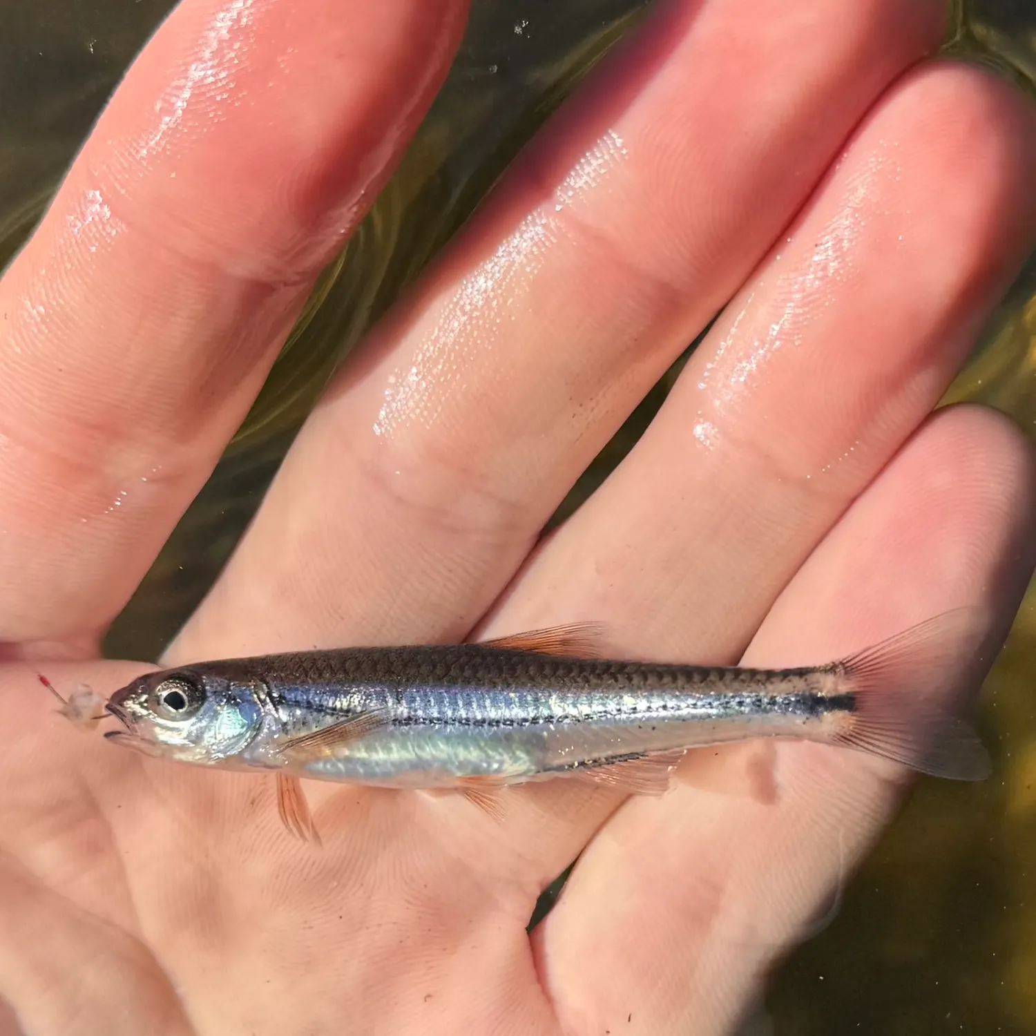 The most recent Tennessee shiner catches on Fishbrain