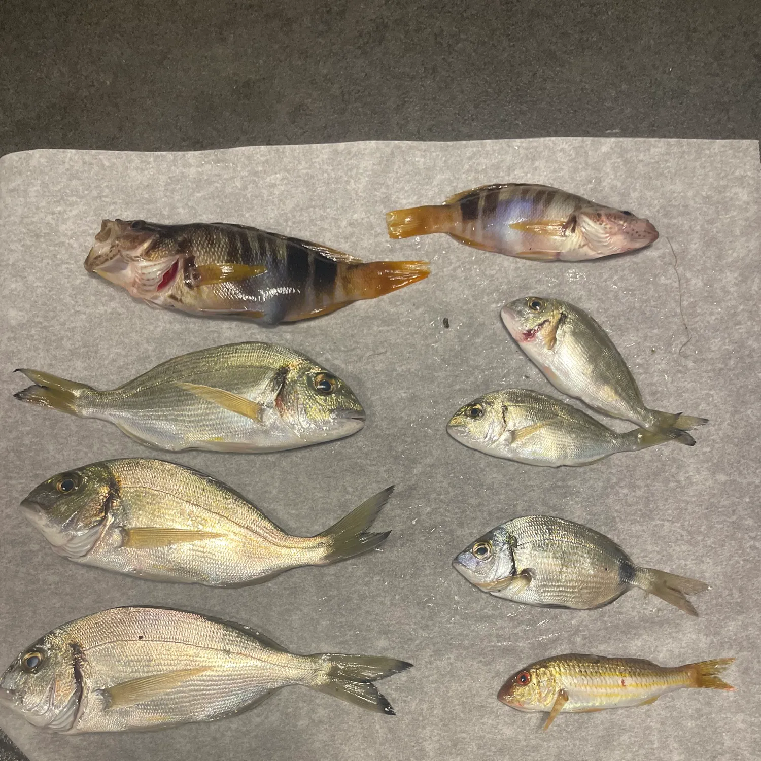 recently logged catches