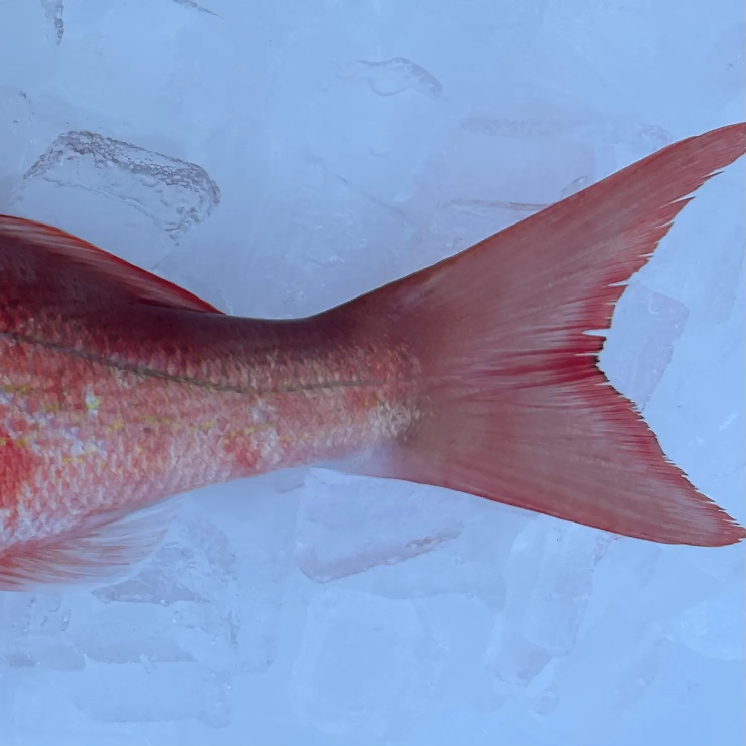 The most recent Vermilion snapper catches on Fishbrain