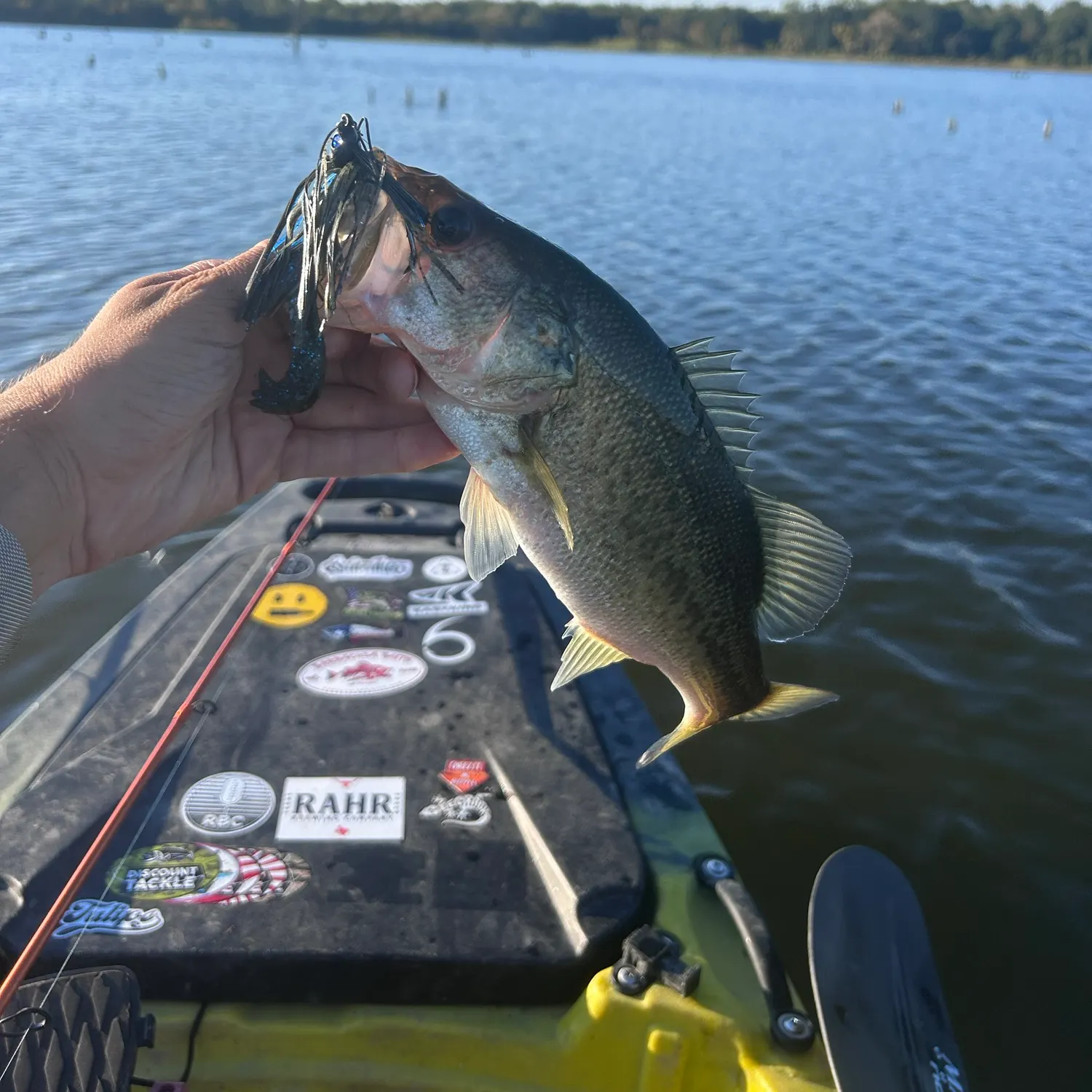 Spotted bass caught on Fishbrain