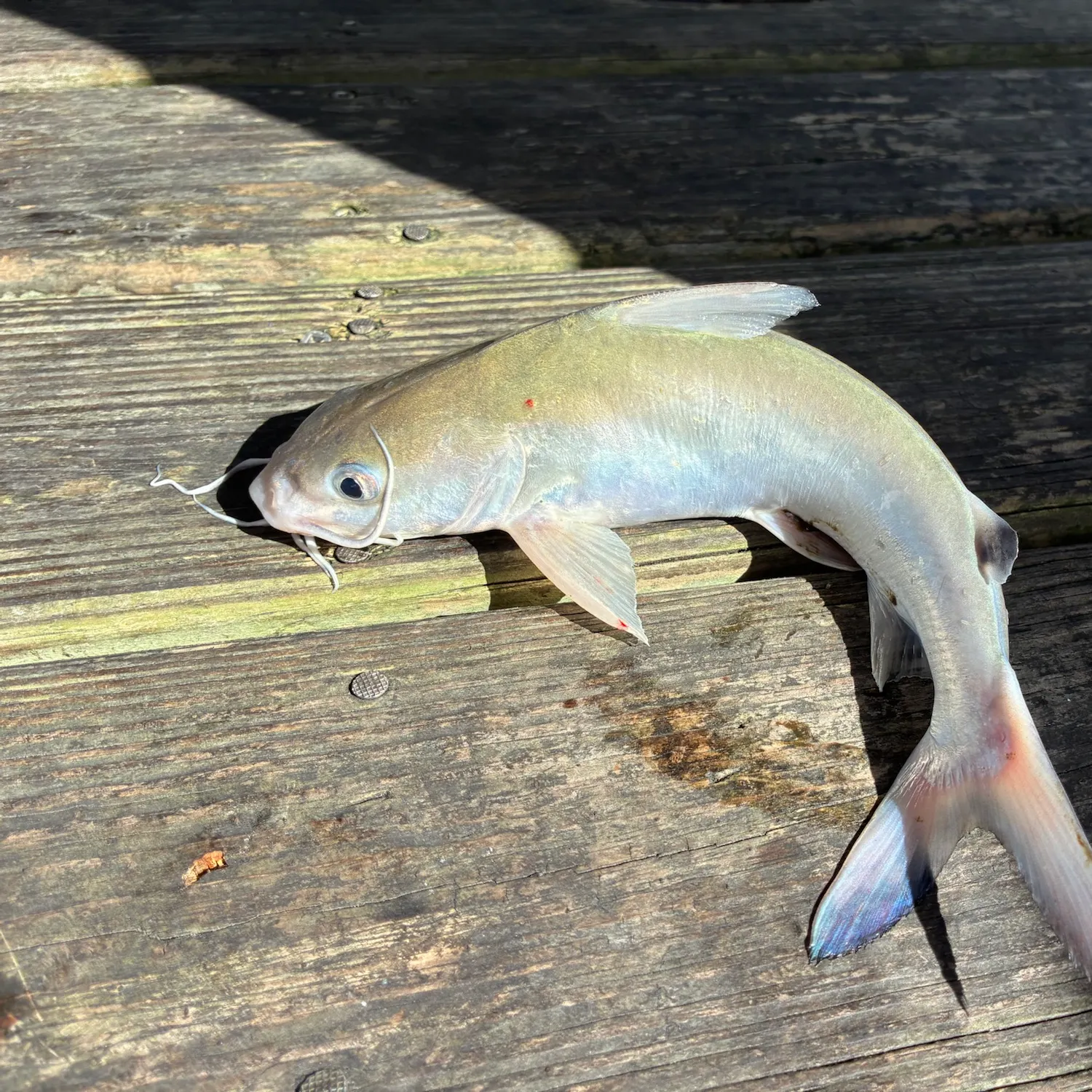 Hardhead sea catfish caught on Fishbrain
