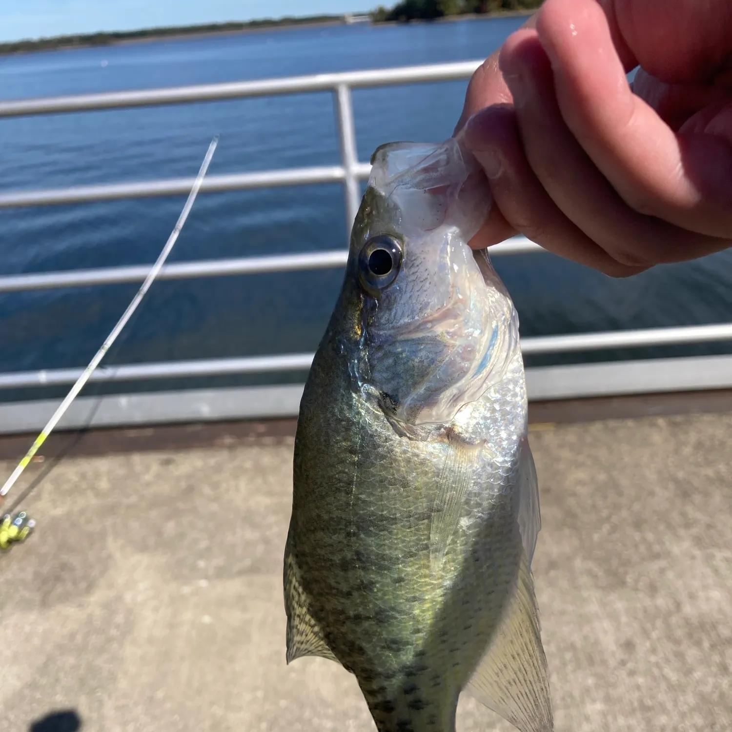 White crappie caught on Fishbrain