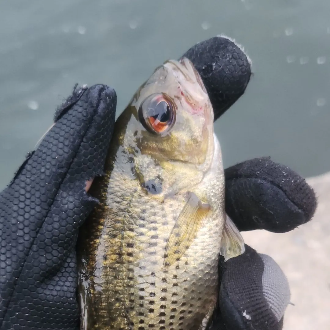 Rock bass caught on Fishbrain
