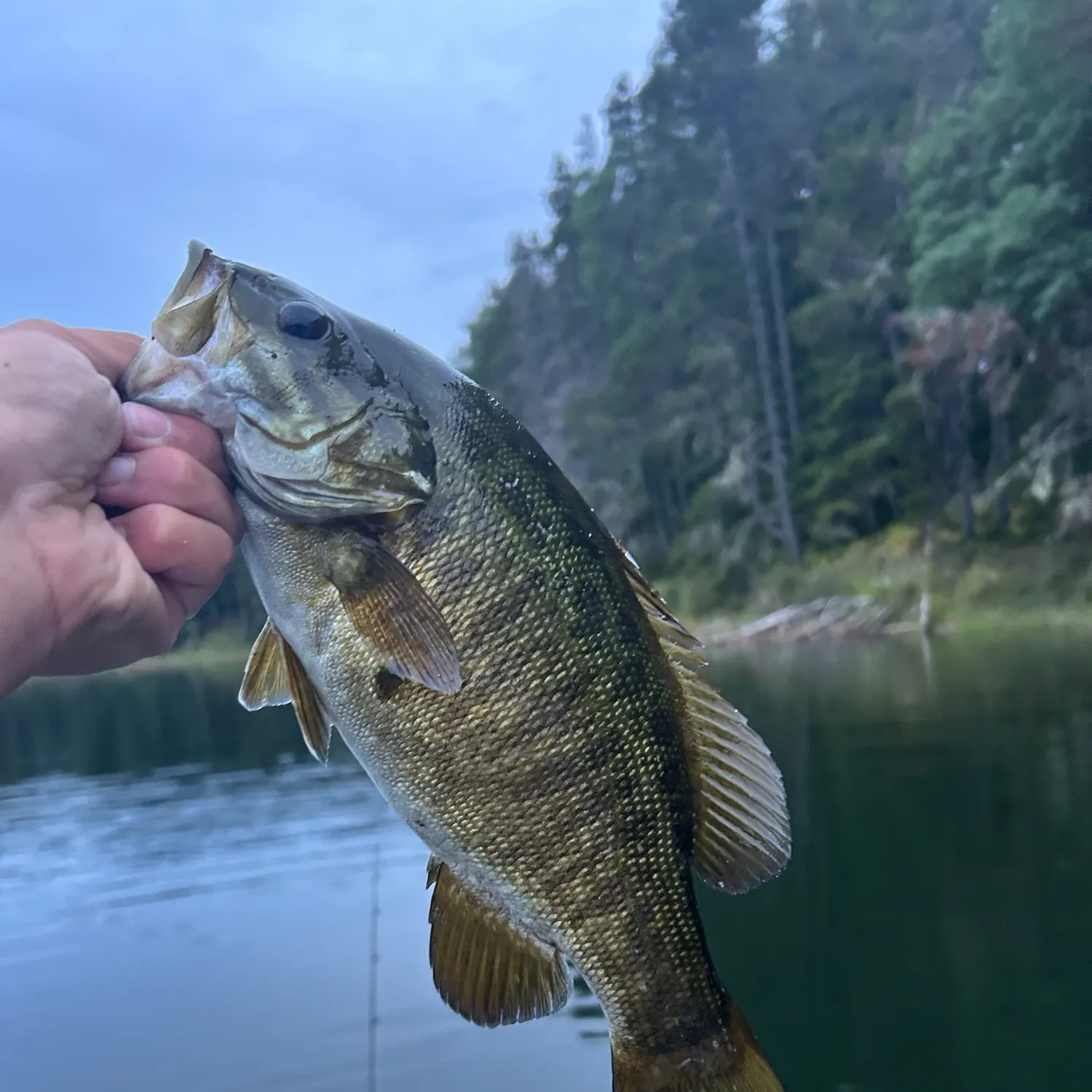 Smallmouth bass caught on Fishbrain