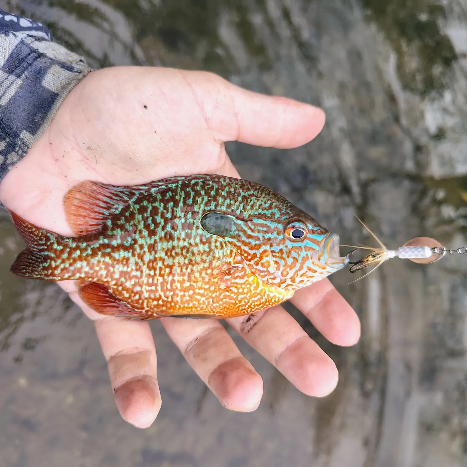 Longear sunfish caught on Fishbrain
