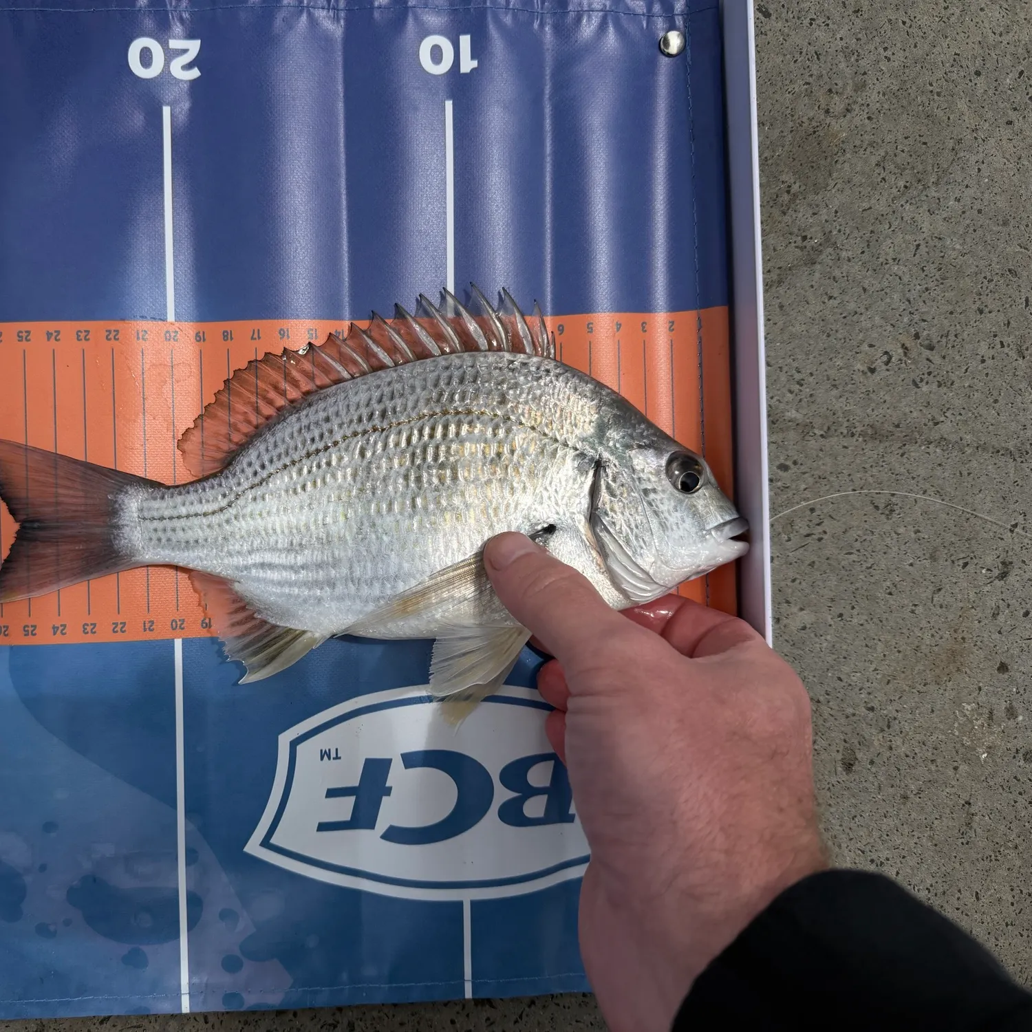Surf bream caught on Fishbrain