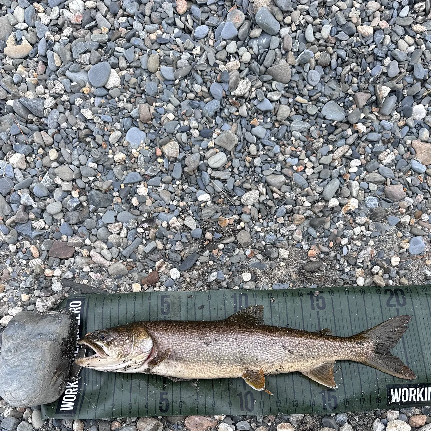 The most recent Lake char catches on Fishbrain