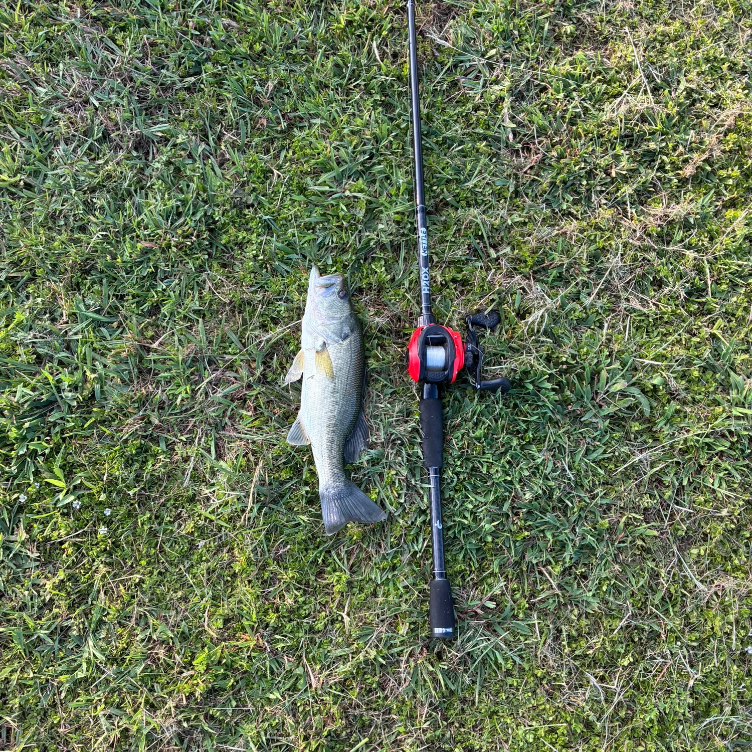 Largemouth bass caught on Fishbrain