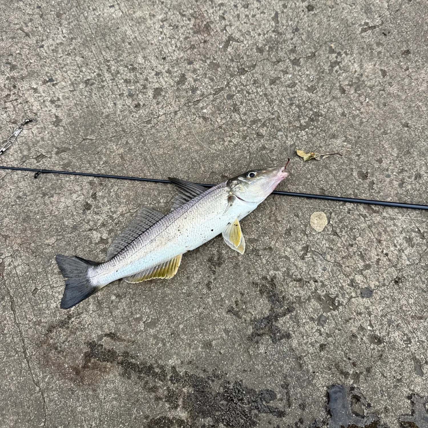 The most recent Yellowfin sillago catches on Fishbrain