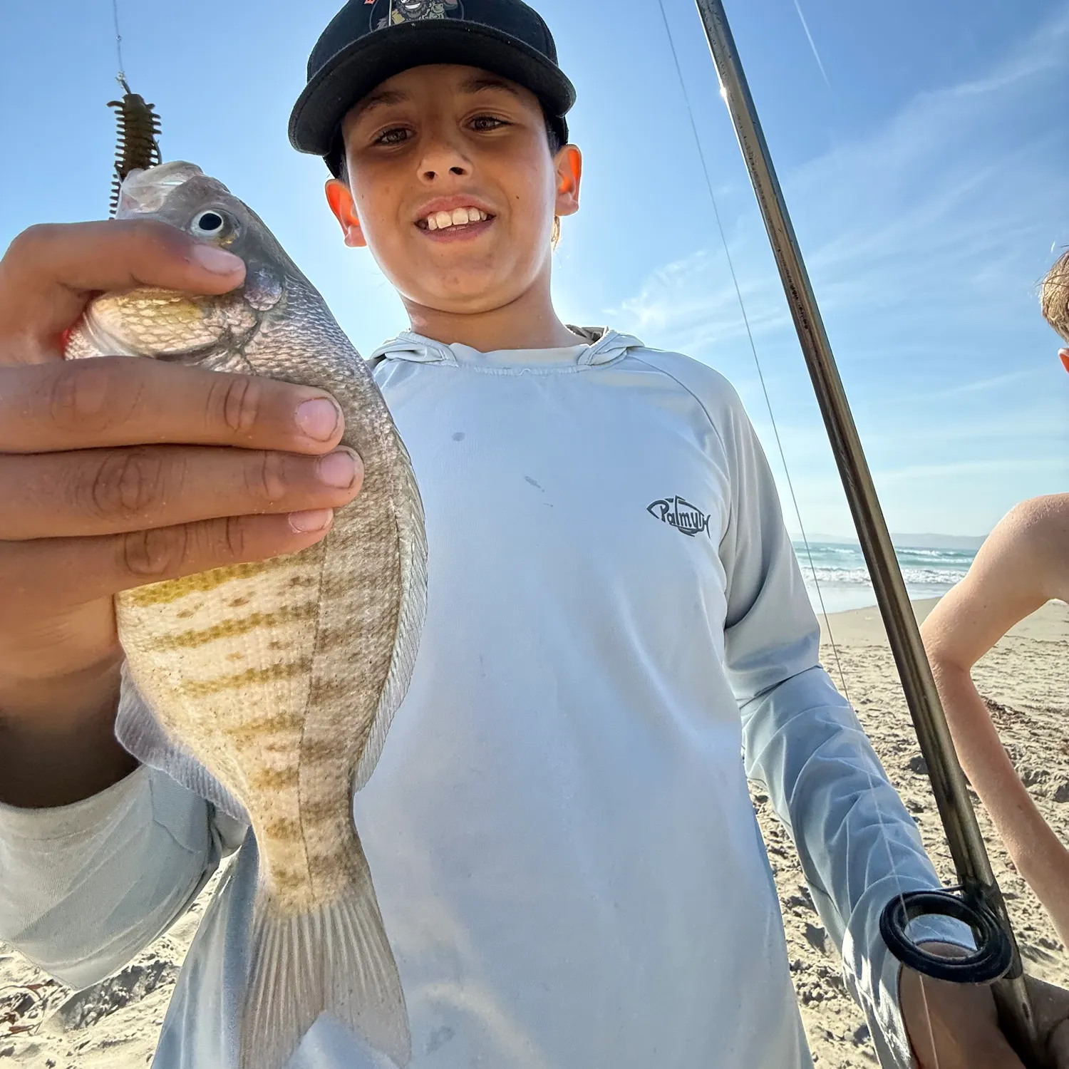 Barred surfperch caught on Fishbrain