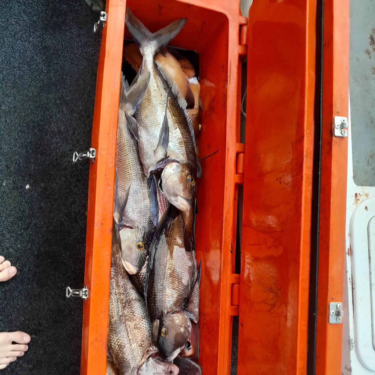 The most recent Westralian jewfish catches on Fishbrain