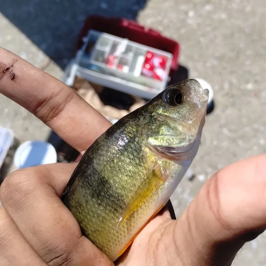 Yellow perch caught on Fishbrain